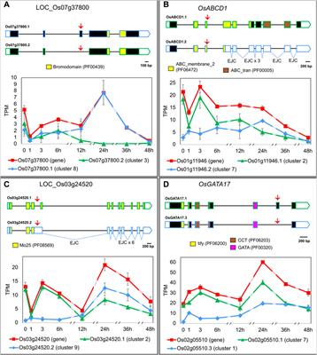 Co-expression network of heat-response transcripts: A glimpse into how splicing factors impact rice basal thermotolerance
